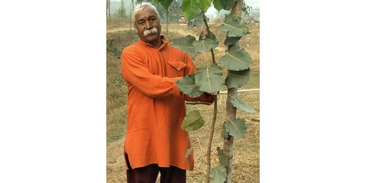 पितृ पक्ष में तर्पण और वृक्षारोपण से मिलता है पितरों का आशीर्वाद : राम बिलास शाण्डिल्य
